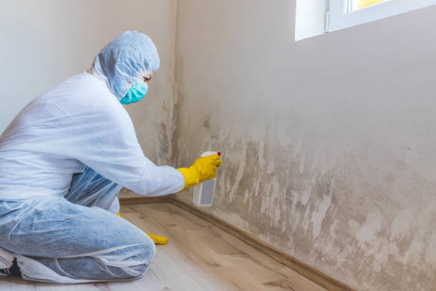 Licensed Basement Mold Remediation service in Bogota, NJ - Car Mold Remediation