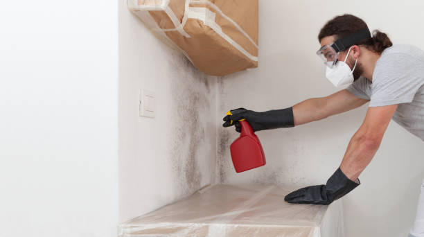 Professional Basement Mold Remediation technician working in Bogota, NJ