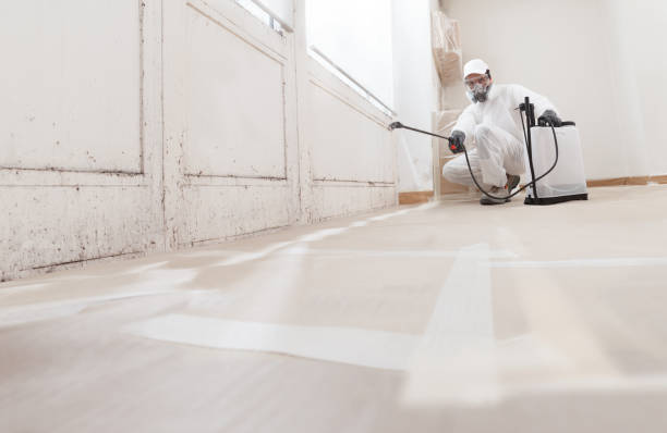 24/7 Emergency Basement Mold Remediation experts in Bogota, NJ