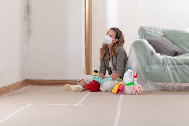 Reliable Basement Mold Remediation contractor in Bogota, NJ by Car Mold Remediation