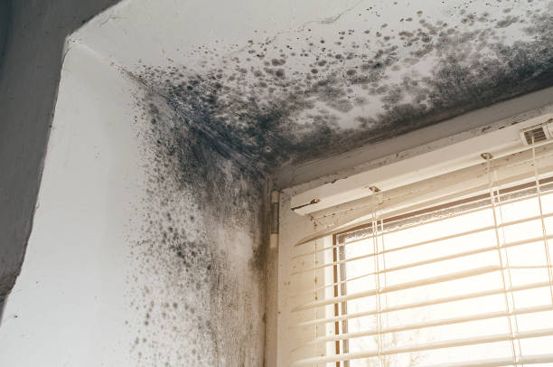 Affordable Basement Mold Remediation solutions in Bogota, NJ